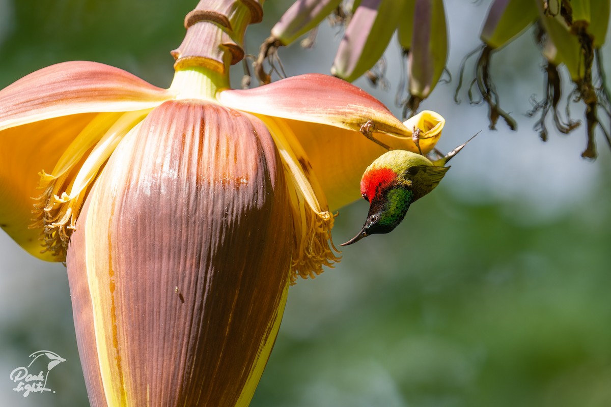 Fork-tailed Sunbird - ML643266489