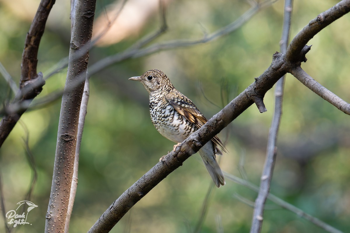 White's Thrush - ML643266495