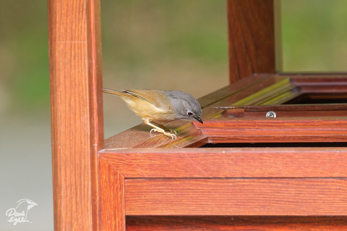 Huet's Fulvetta - ML643266498