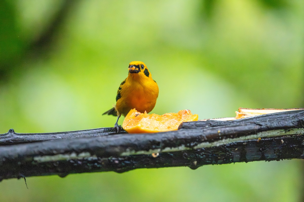 Golden Tanager - ML643266506