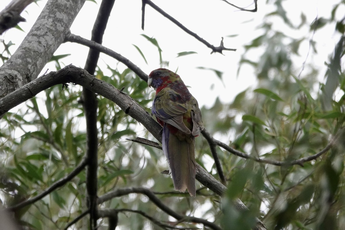 Rosella cremisi - ML643266507