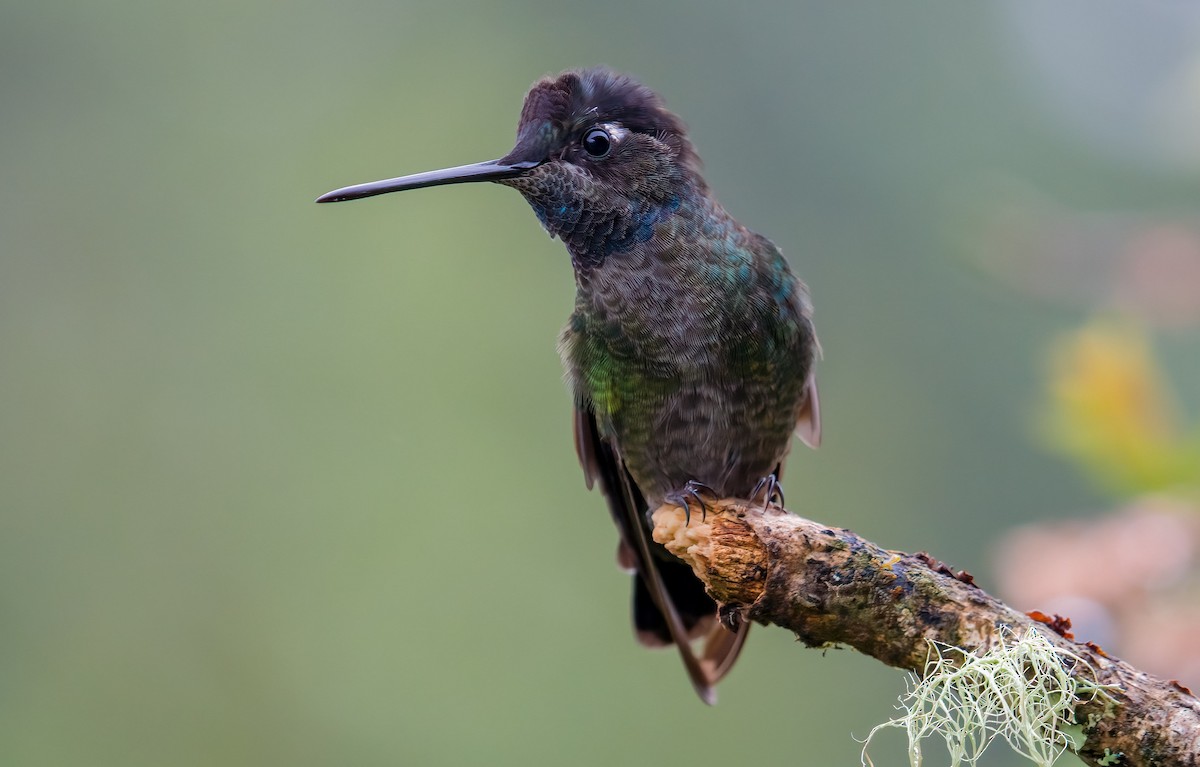 Talamanca Hummingbird - ML643266514