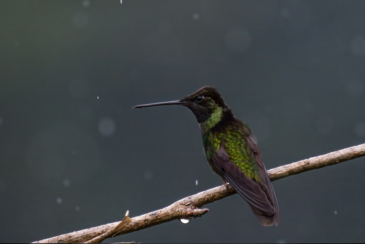 Talamanca Hummingbird - ML643266515