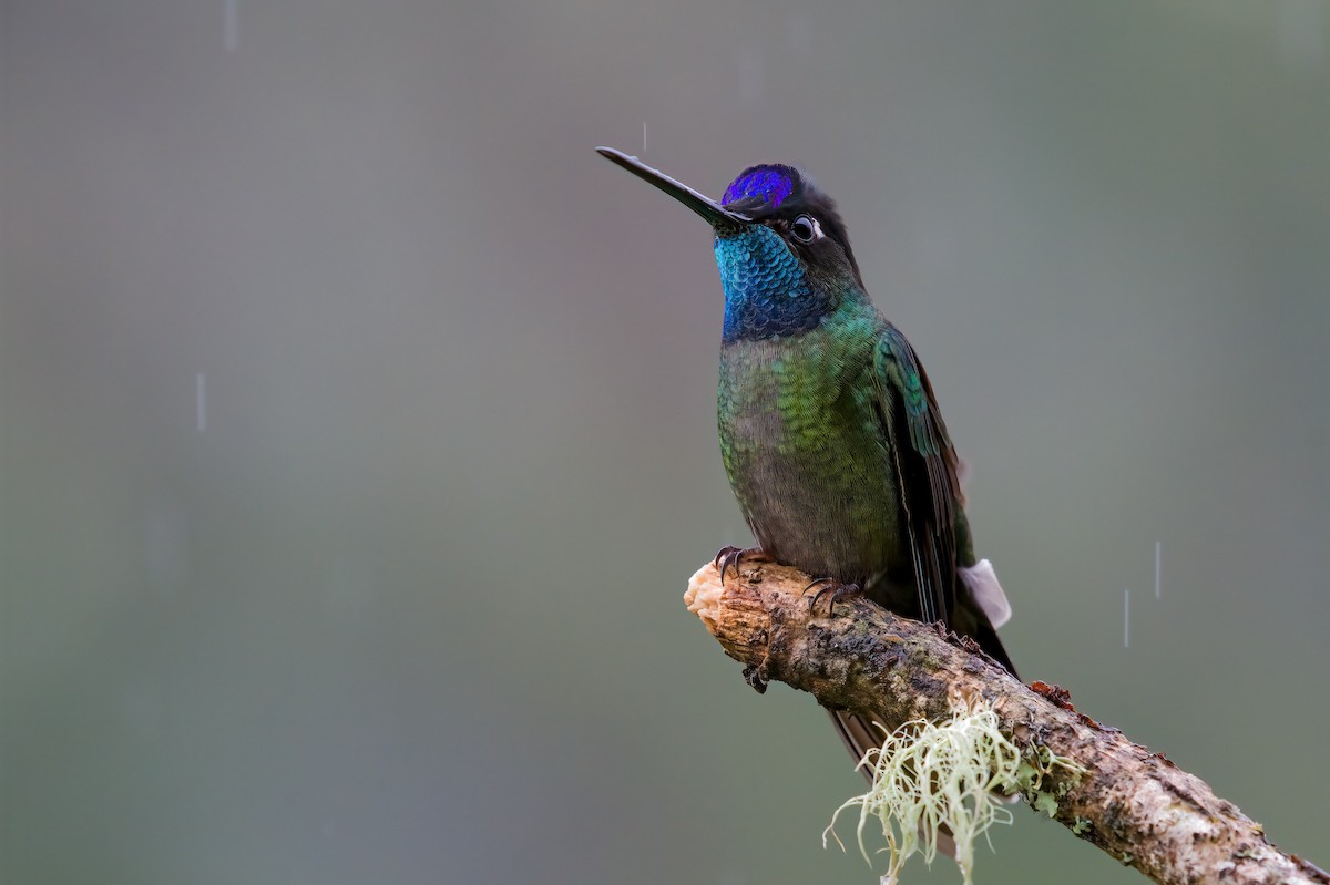 Talamanca Hummingbird - ML643266516