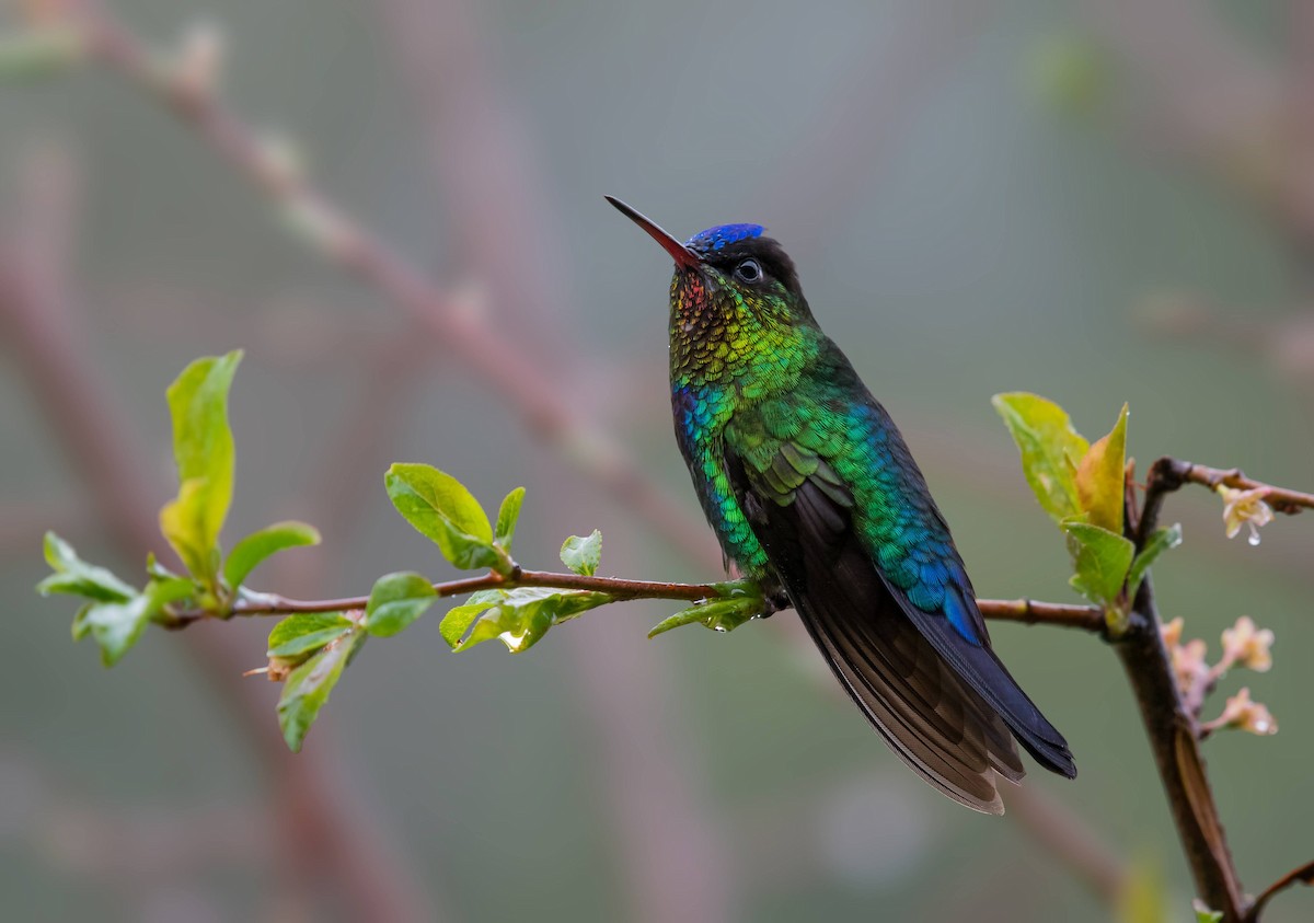 Fiery-throated Hummingbird - ML643266518