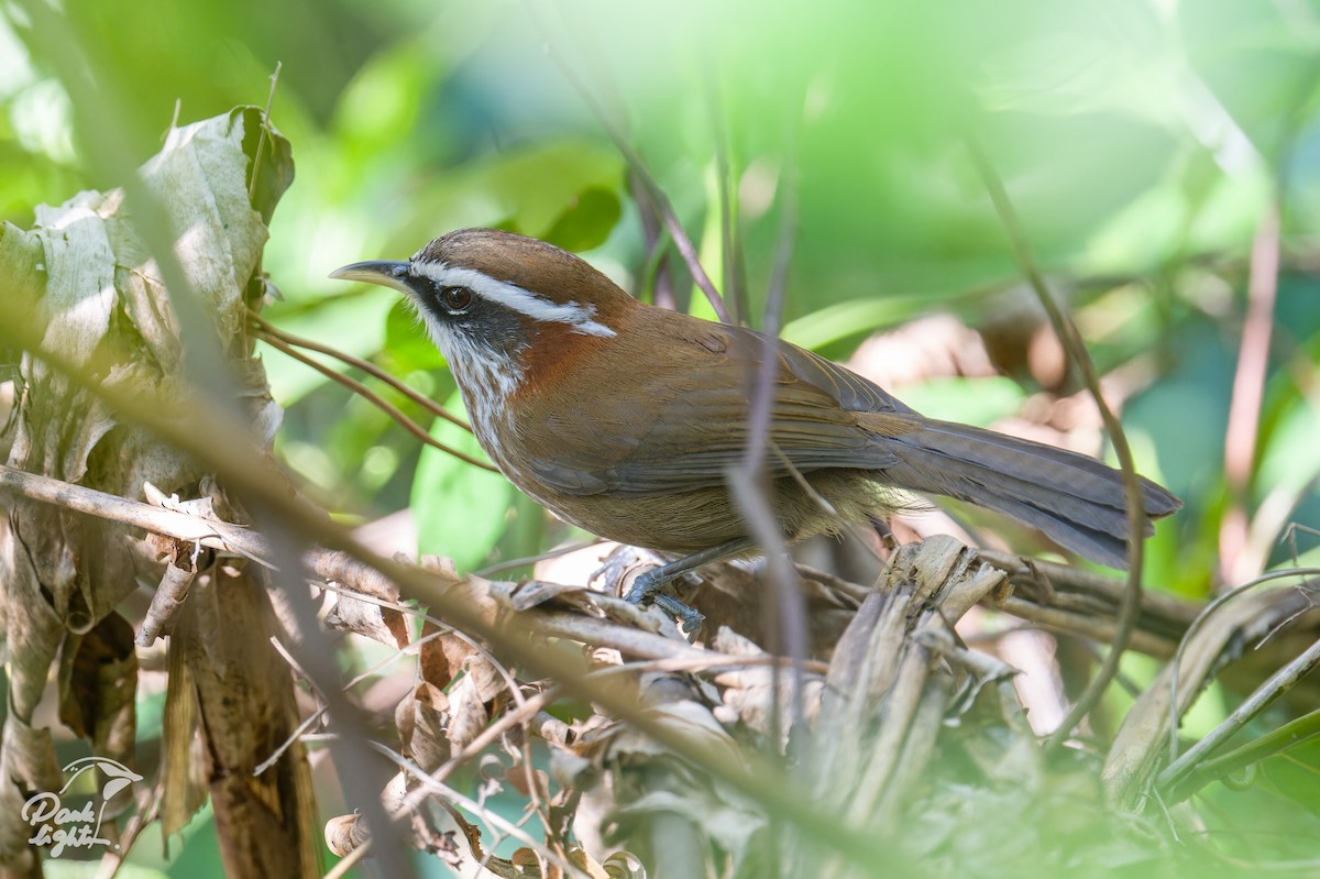 Streak-breasted Scimitar-Babbler - ML643266529