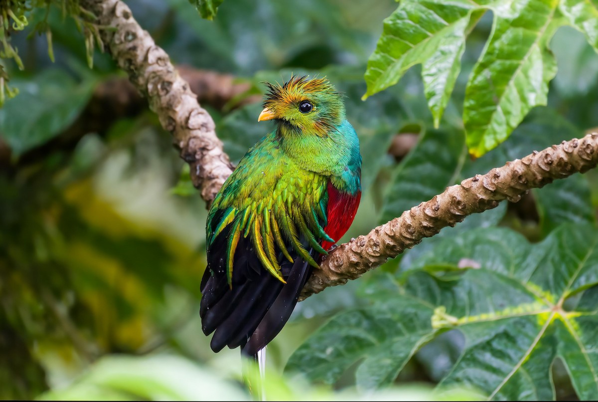 Resplendent Quetzal - ML643266530