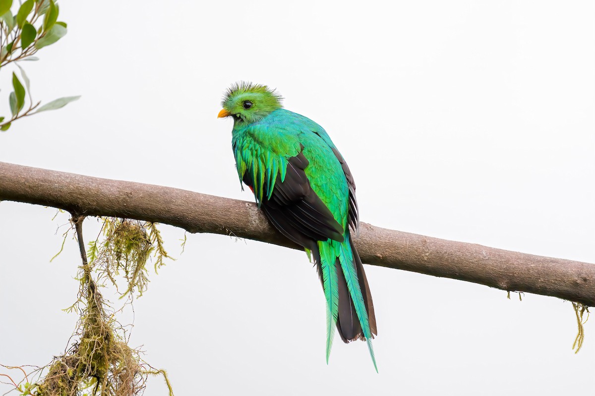 Resplendent Quetzal - ML643266531