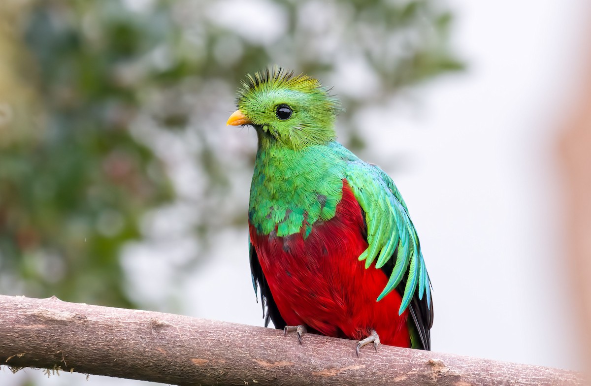 Resplendent Quetzal - ML643266532
