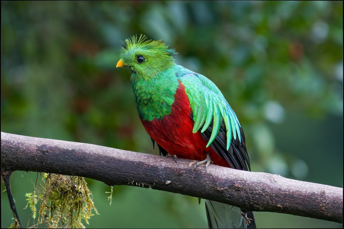 Resplendent Quetzal - ML643266533