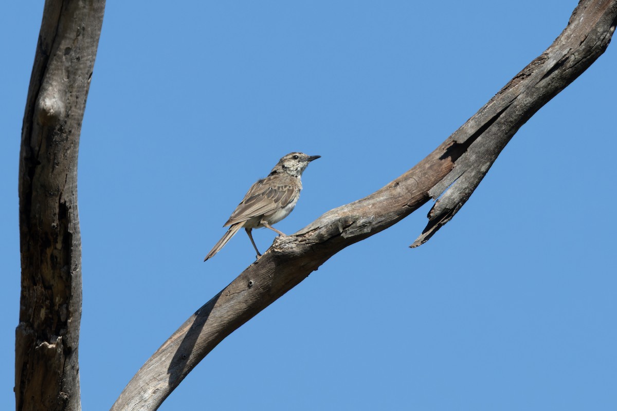 Rufous Songlark - ML643266534