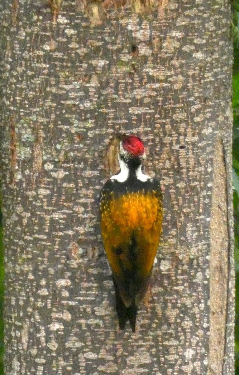 Black-rumped Flameback - ML643266556