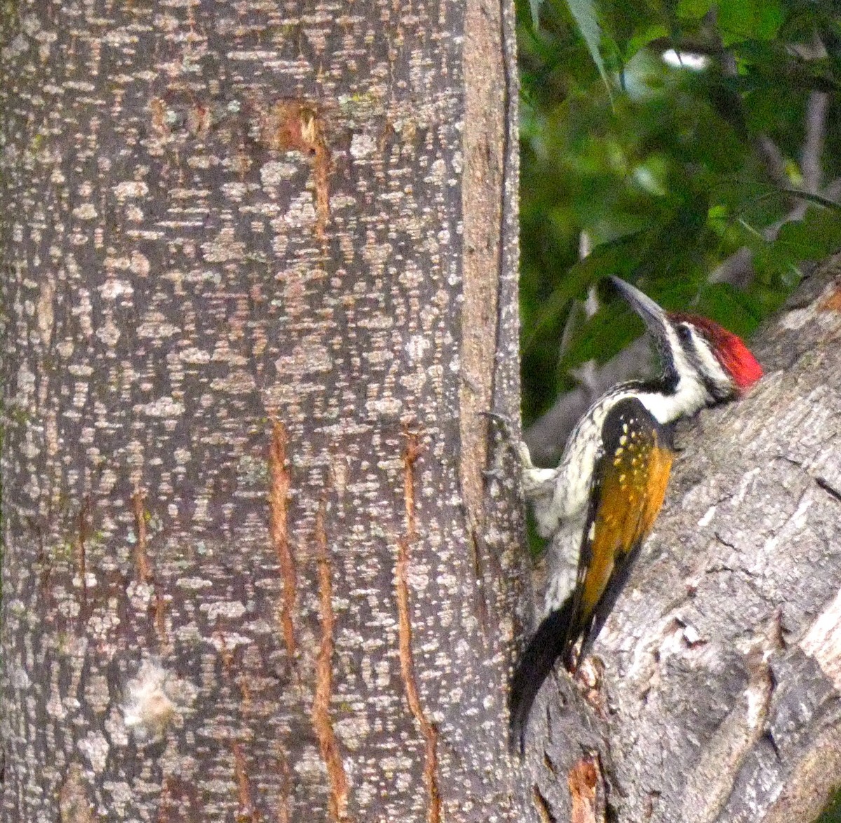 Black-rumped Flameback - ML643266557