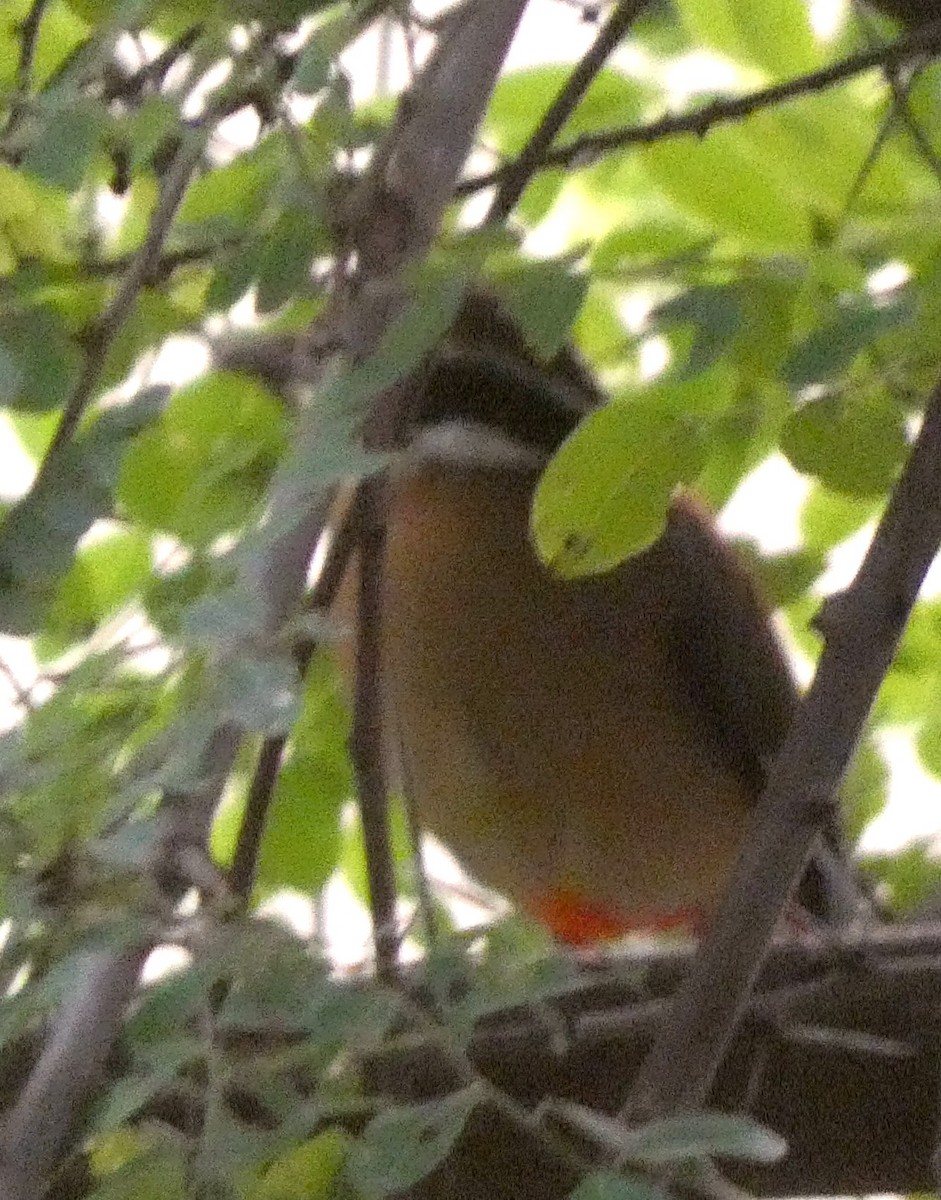 Indian Pitta - ML643266565