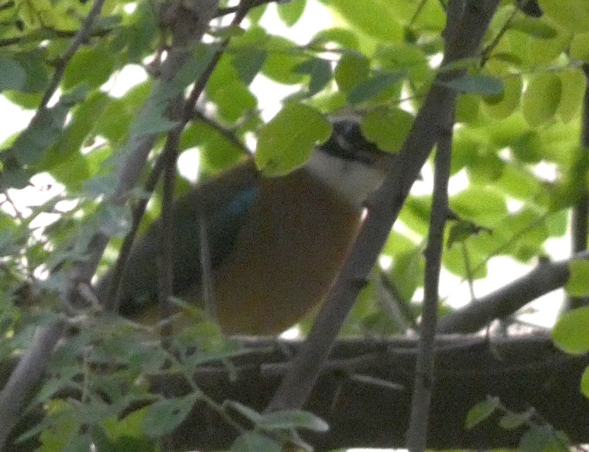 Indian Pitta - ML643266566