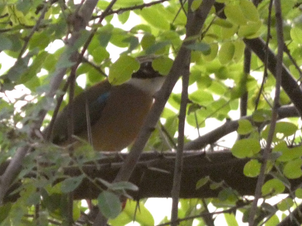 Indian Pitta - ML643266567
