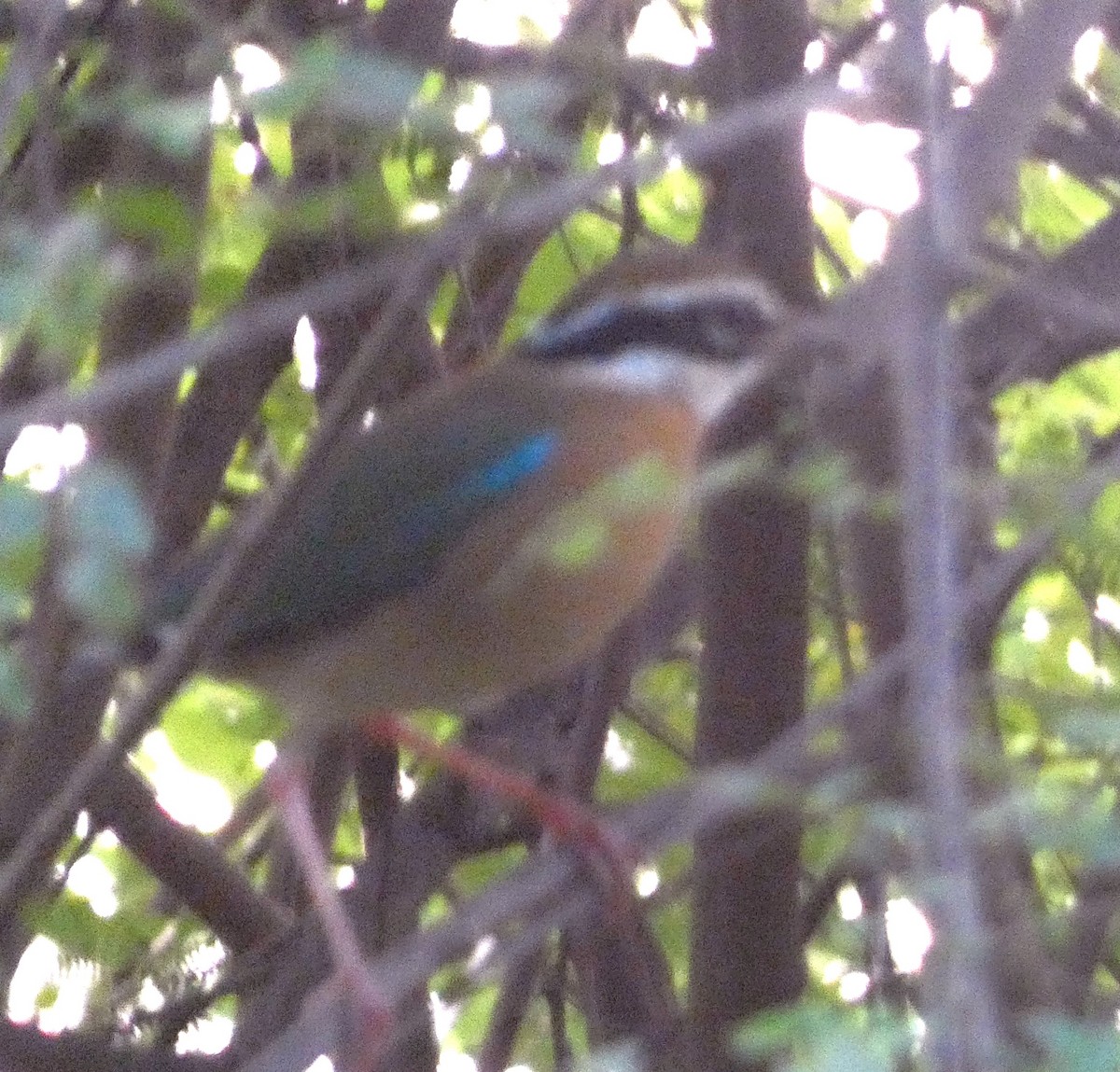 Indian Pitta - ML643266568