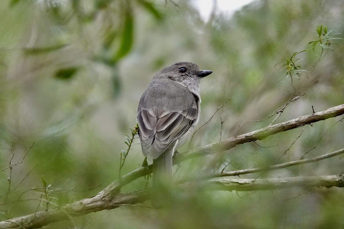 Golden Whistler (Eastern) - ML643266574