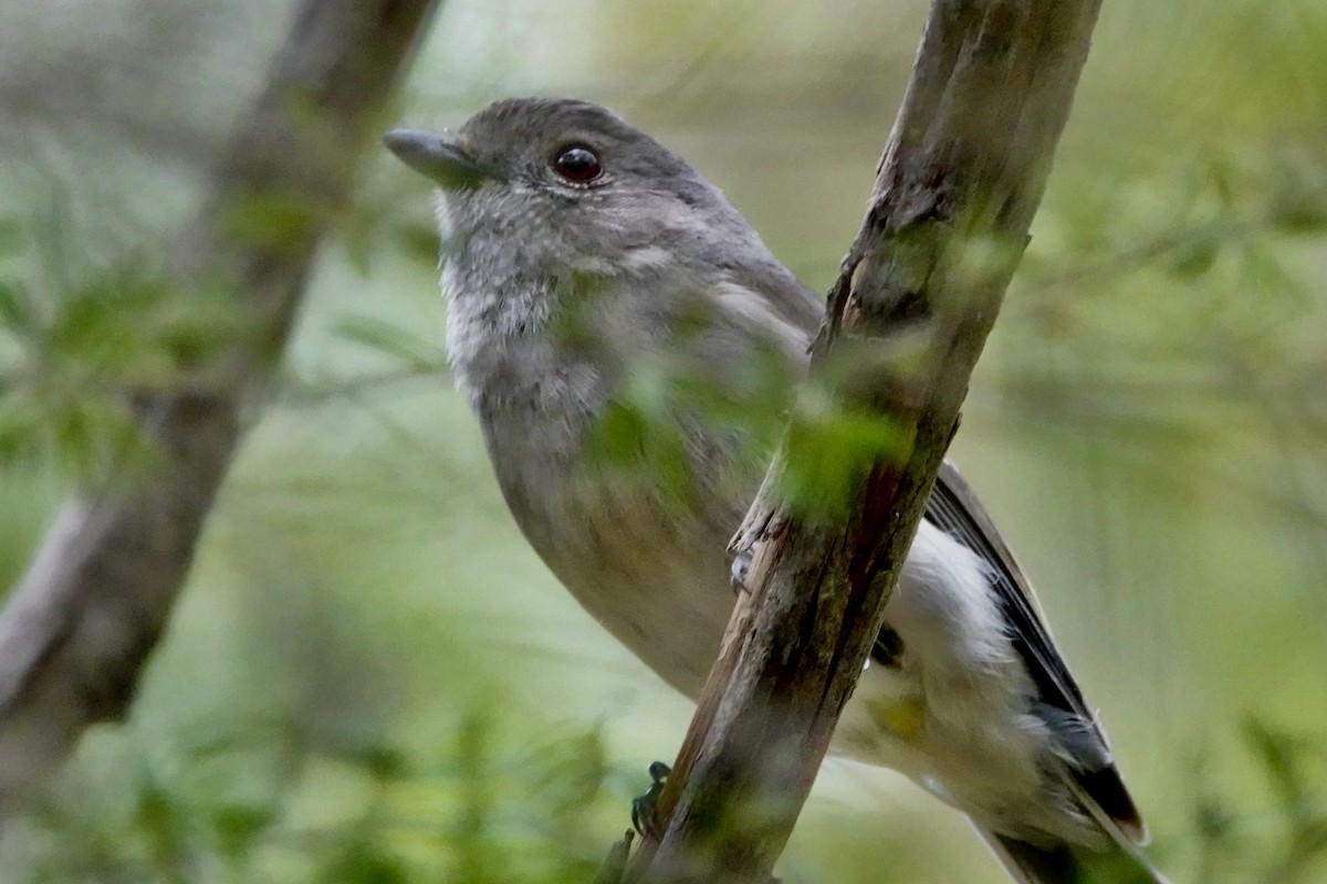 Golden Whistler (Eastern) - ML643266575