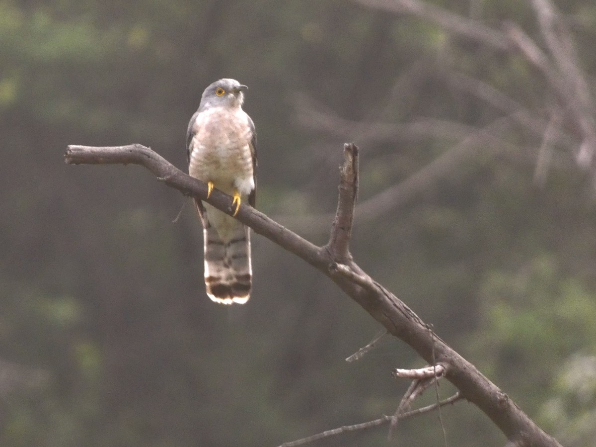 Common Hawk-Cuckoo - ML643266589