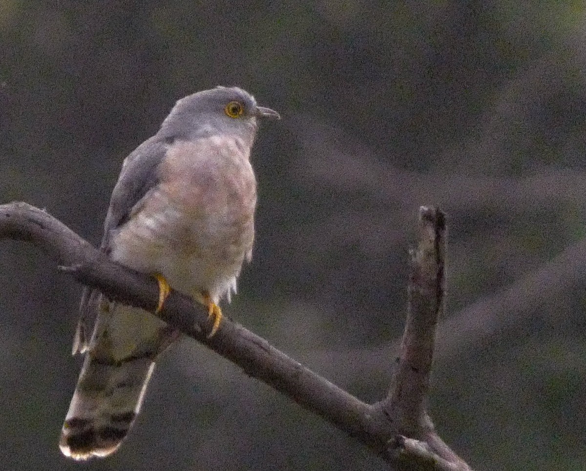 Common Hawk-Cuckoo - ML643266590