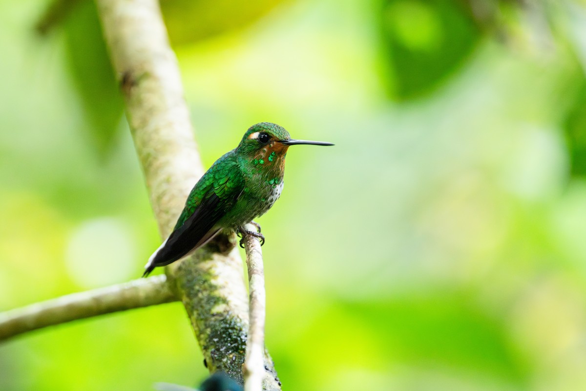 Purple-bibbed Whitetip - ML643266603