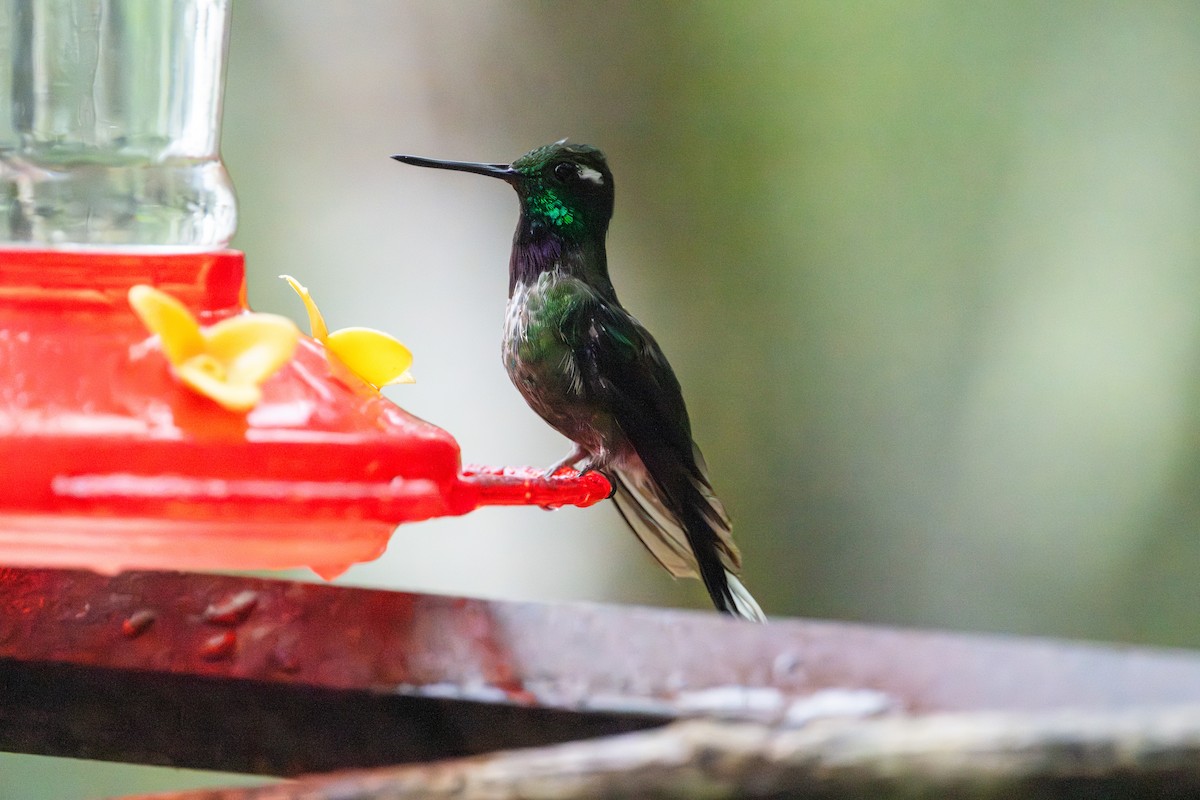 Purple-bibbed Whitetip - ML643266604