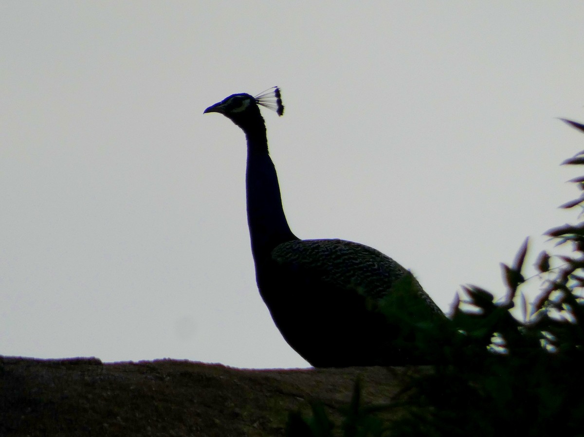 Indian Peafowl - ML643266609