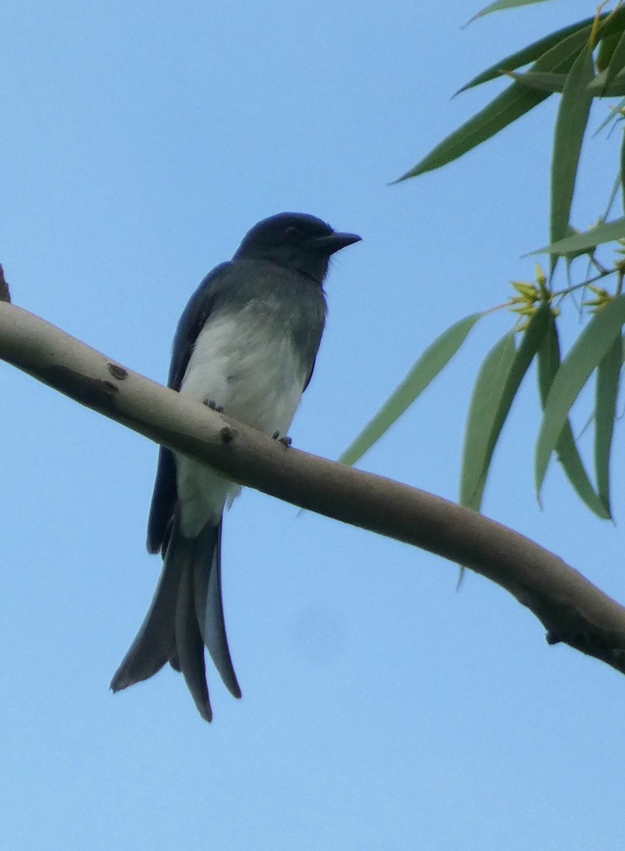 White-bellied Drongo - ML643266614
