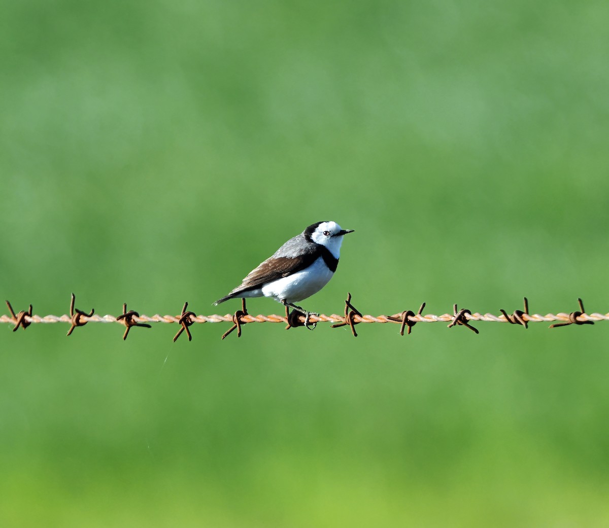 White-fronted Chat - ML643266638