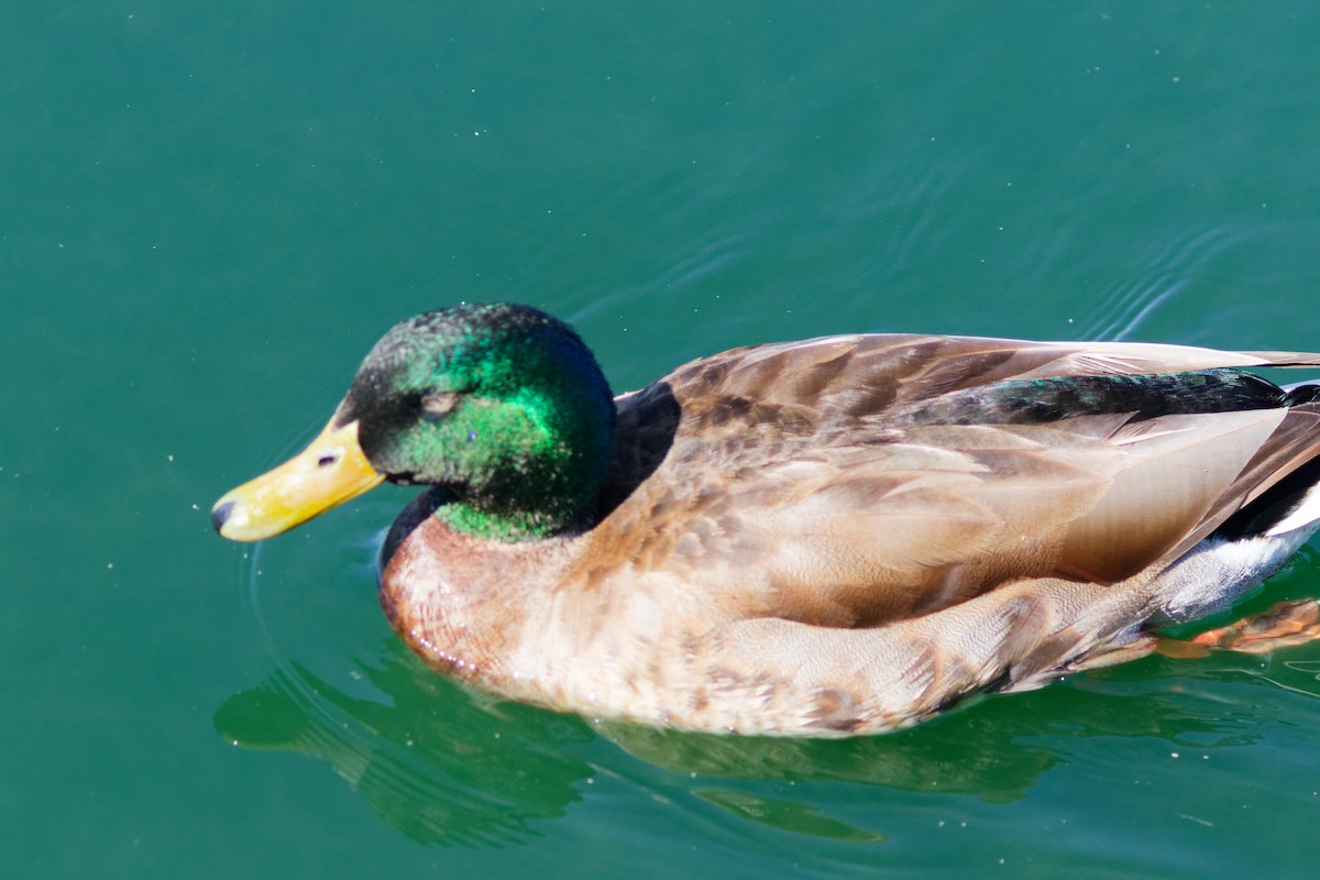 Mallard (Domestic type) - ML643266650