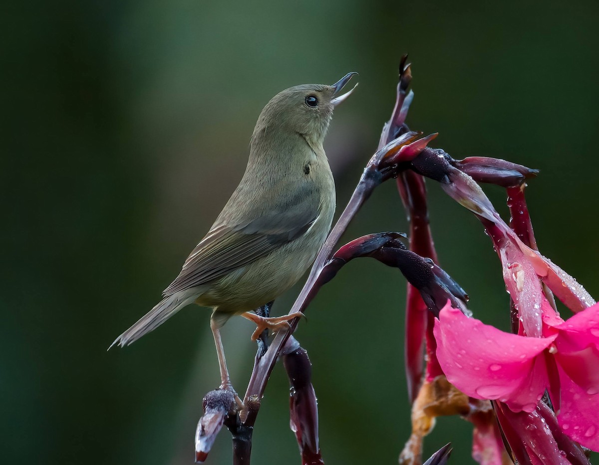 Slaty Flowerpiercer - ML643266652