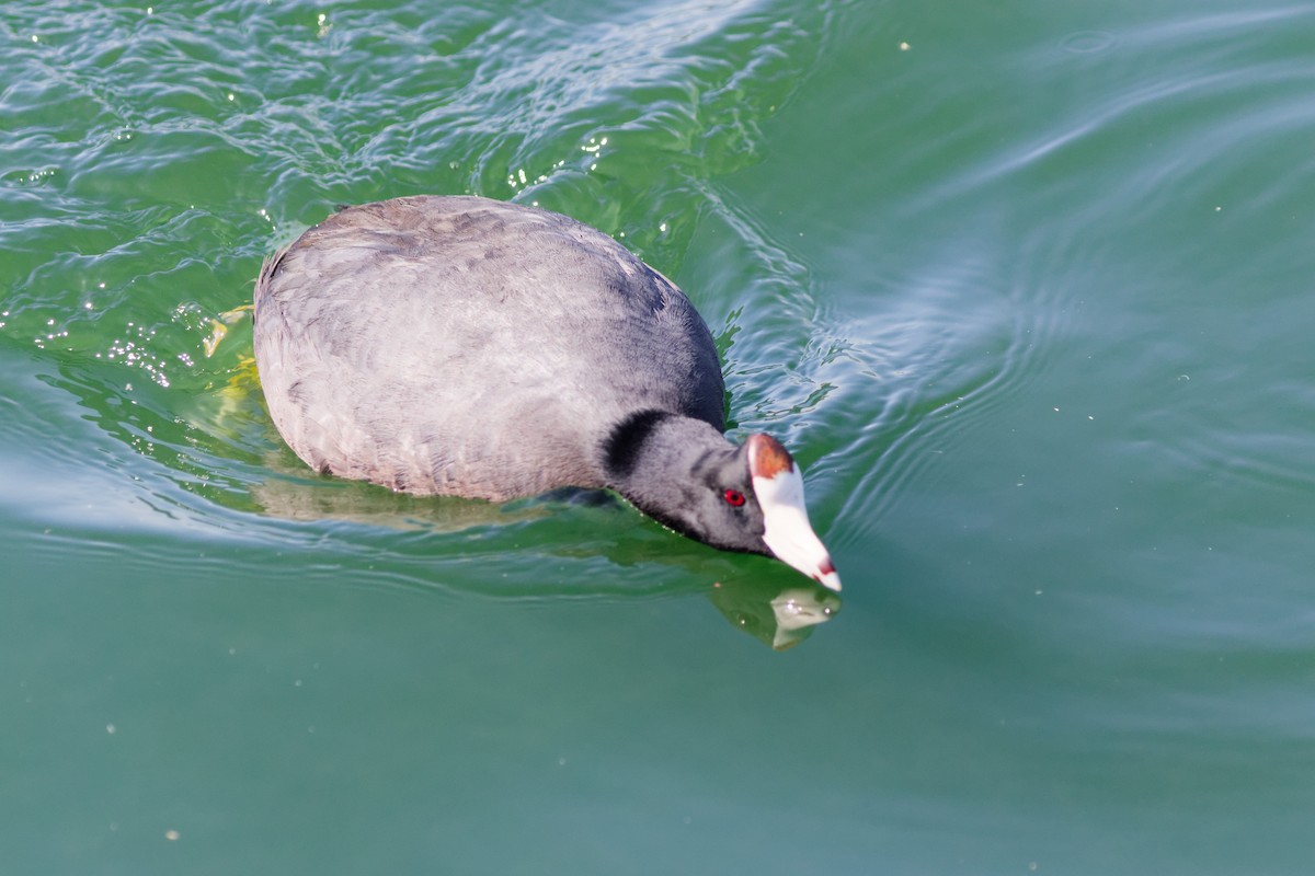 American Coot - ML643266654