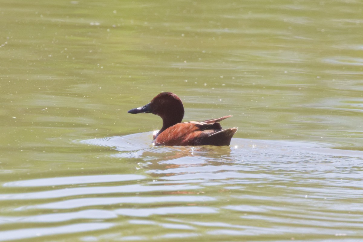 アカシマアジ - ML643266680
