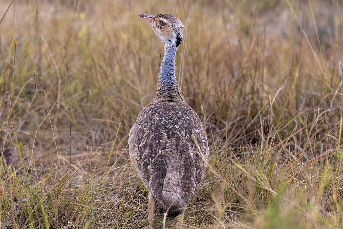 White-bellied Bustard - ML643266695
