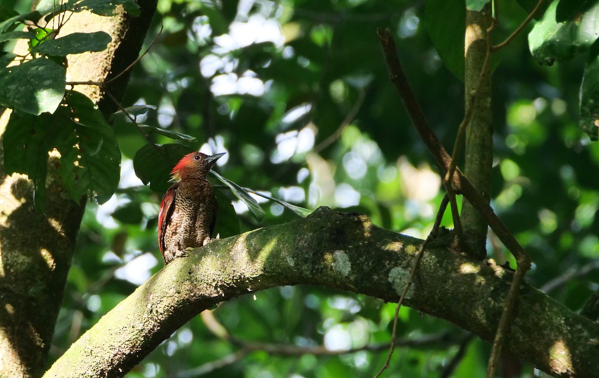 Banded Woodpecker - ML643266747