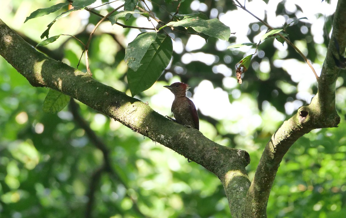 Banded Woodpecker - ML643266748