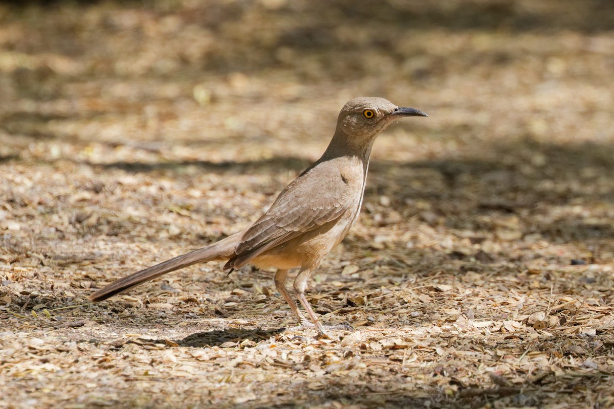Bendire's Thrasher - ML643266750