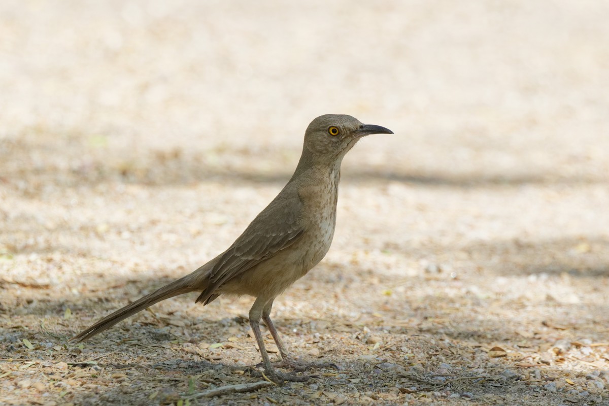 Bendire's Thrasher - ML643266751