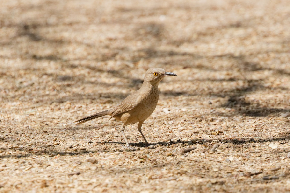 Bendire's Thrasher - ML643266752