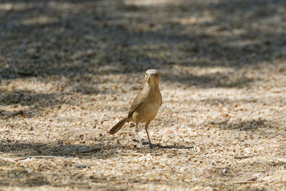 Bendire's Thrasher - ML643266753