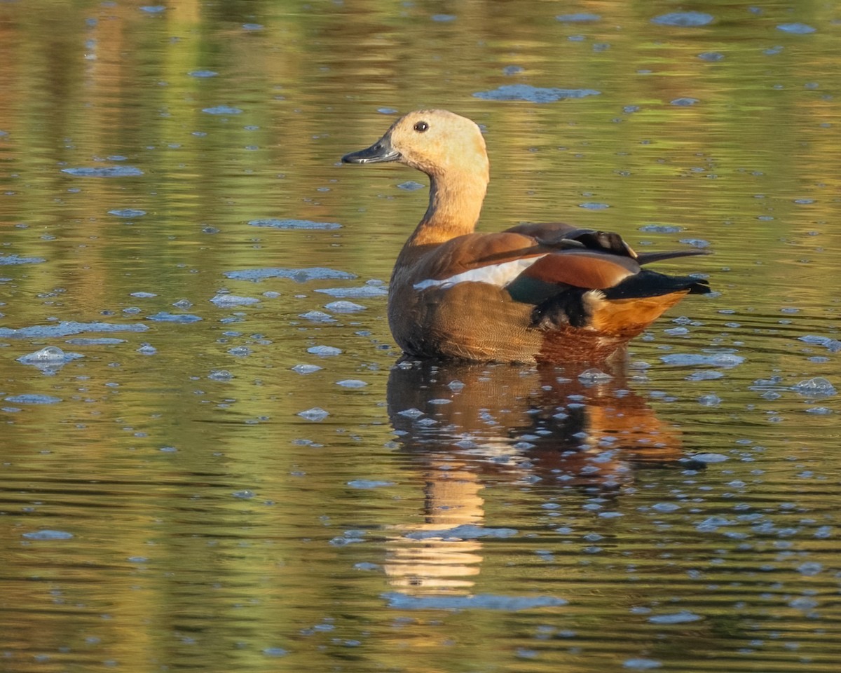 Хондон ангир - ML643266762