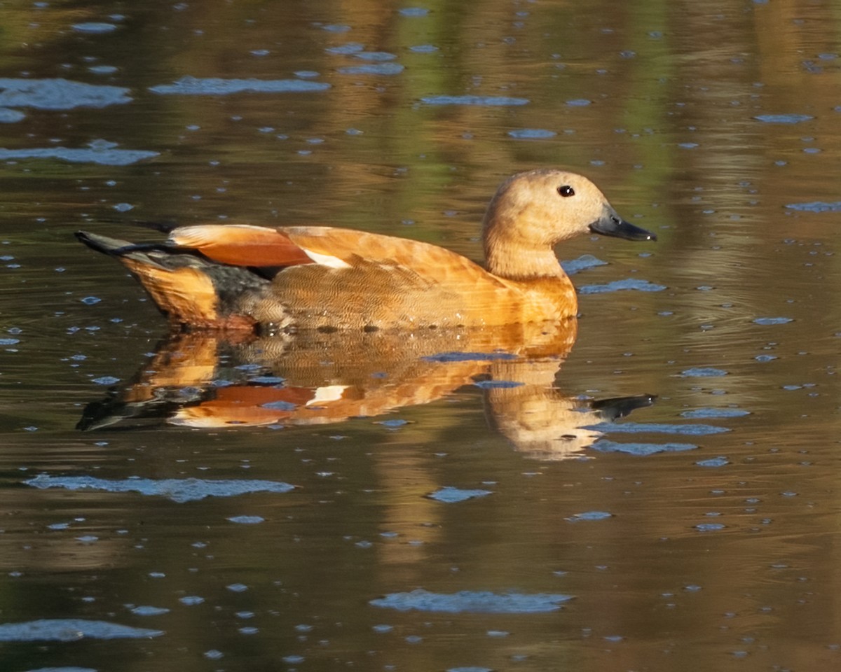 Хондон ангир - ML643266763