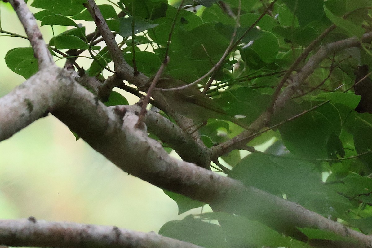 Kamchatka Leaf Warbler - ML643266764