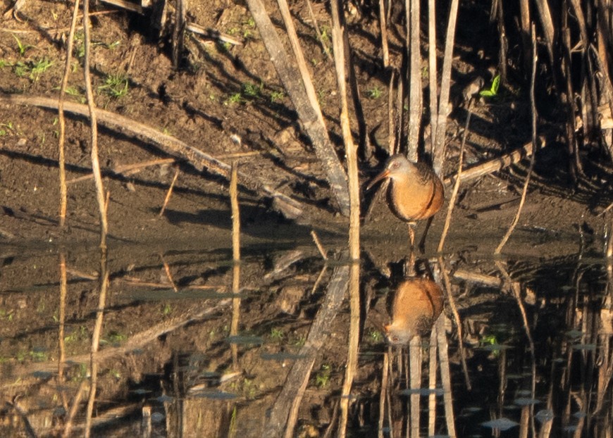 Virginia Rail - ML643266775