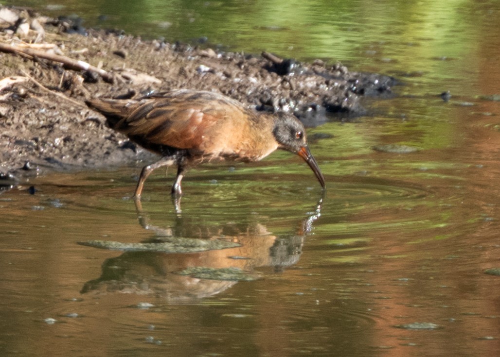 Virginia Rail - ML643266776