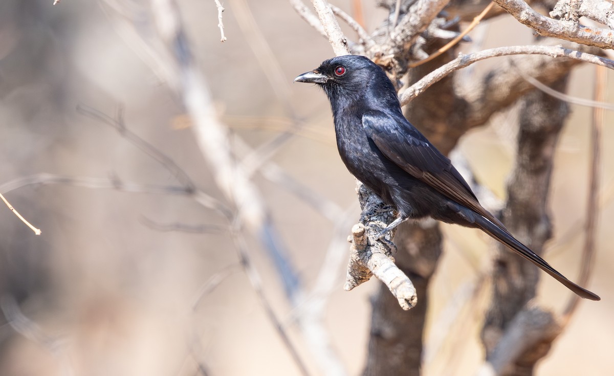 Fork-tailed Drongo - ML643266801