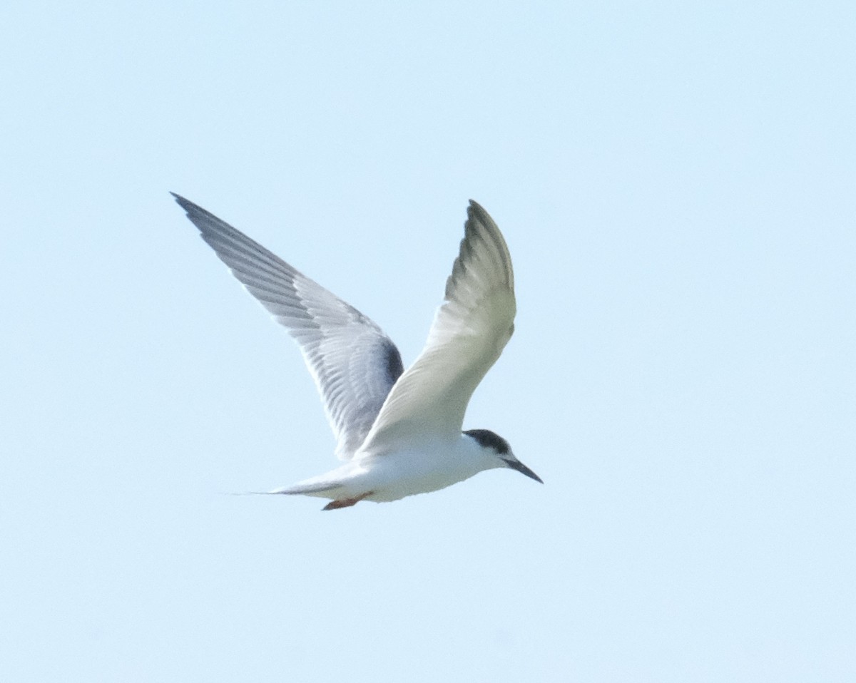 Common Tern - ML643266842