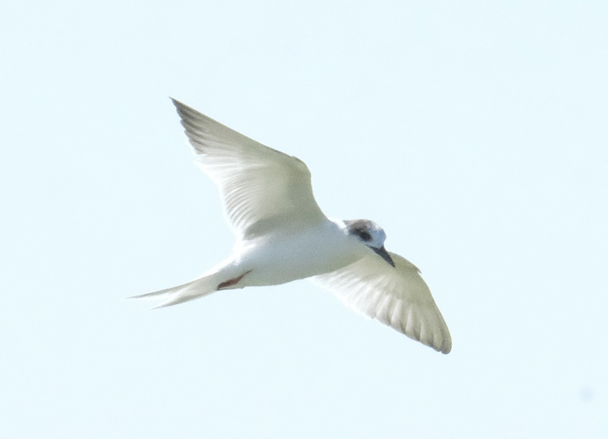 Common Tern - ML643266843
