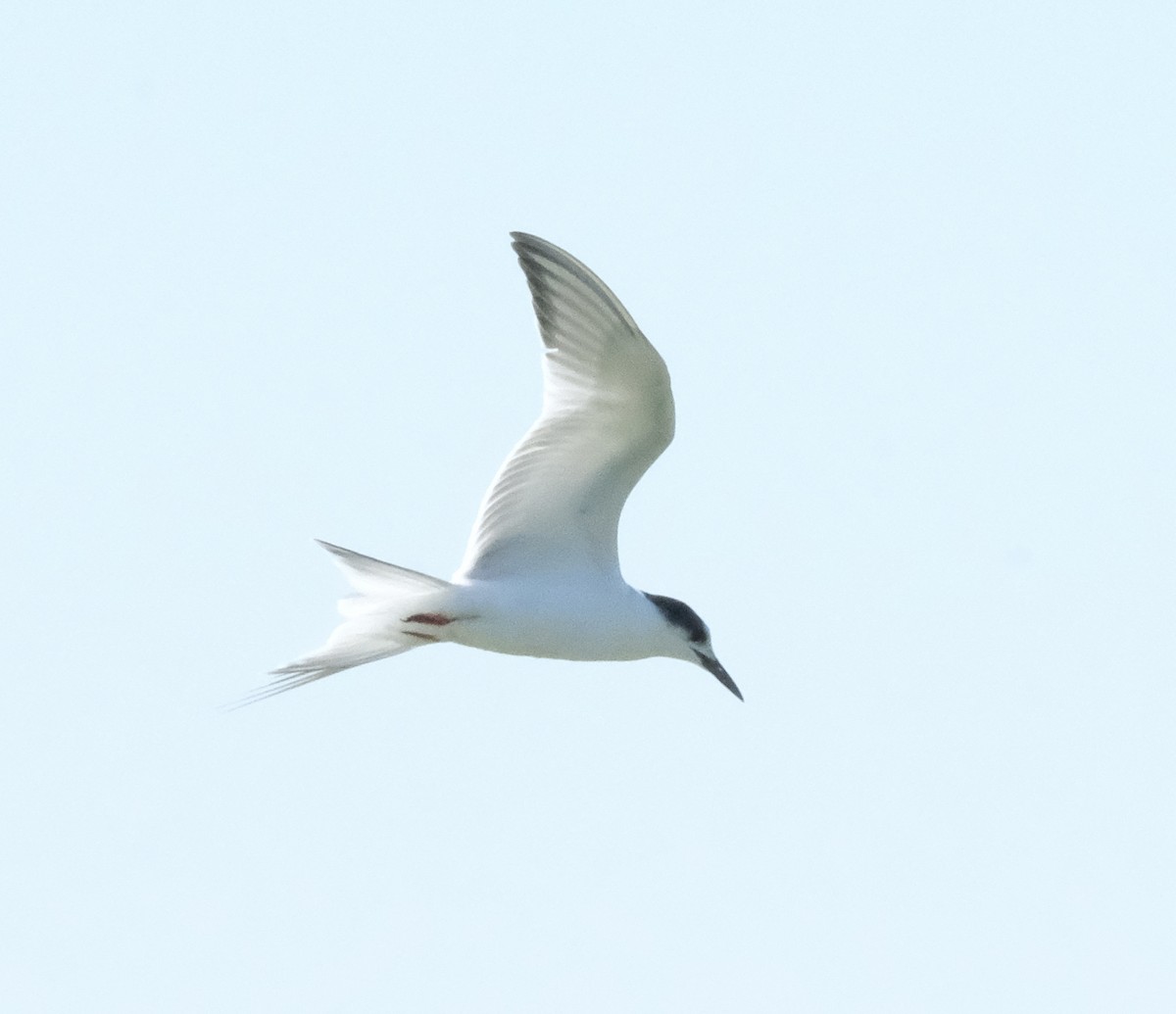 Common Tern - ML643266844